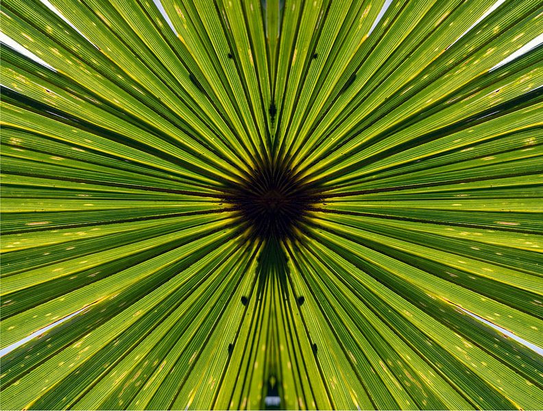 trachycarpus fortunei, feuilles de palmier par Humphry Jacobs