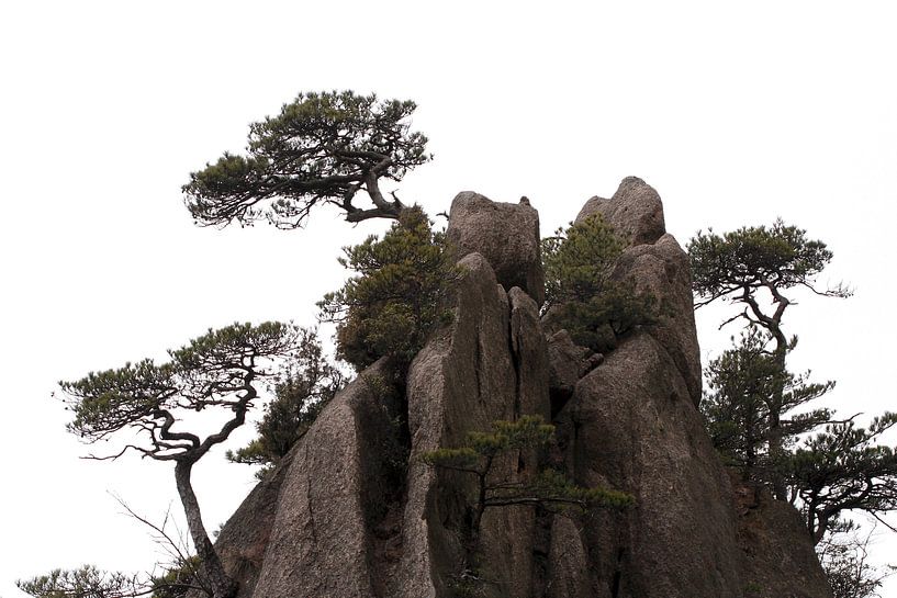 Dennenbomen in Huangshan van Simon Hazenberg