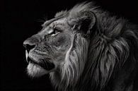 Majestic black-and-white photo of a lion by Art & Soul Creations thumbnail