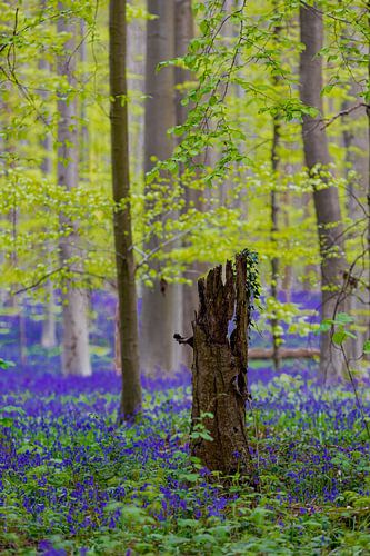 A sea of beautiful blossoming wood hyacinths in the Hallerbos bring a magical atmosphere