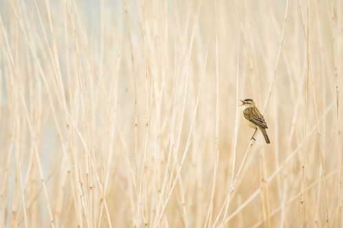 Een zingende rietzanger