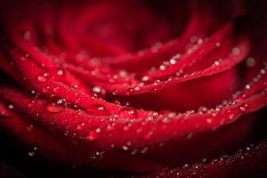 Gouttes de pluie sur une rose rouge sur SBB Fotografie