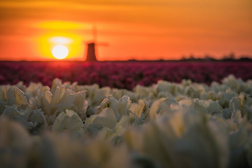 Sunrise by the mill by peterheinspictures