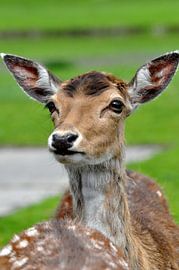 Herten portret 7 von Mariska van Vondelen