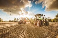 Harvesting potatoes 1