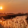 Gouden kleuren in De Biesbosch tijdens zonsondergang van Jan Jansen Natuurfotografie