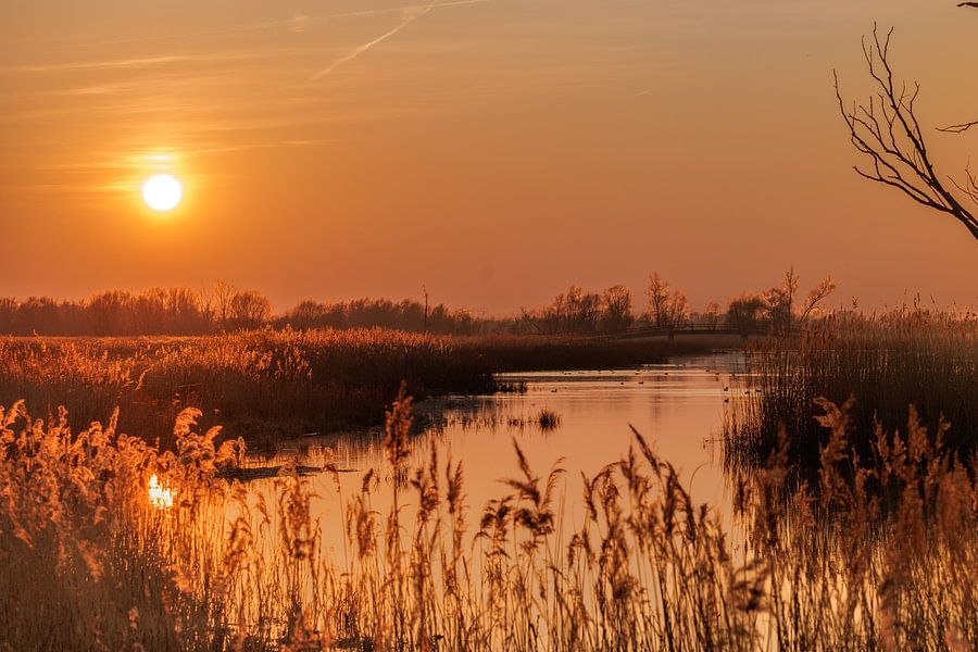 Zonsondergang in de Biesbosch met gouden licht en riet – warme wanddecoratie