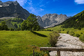 Large maple grove in the Karwendel Nature Park in the Risstal valley, Hinterriss
