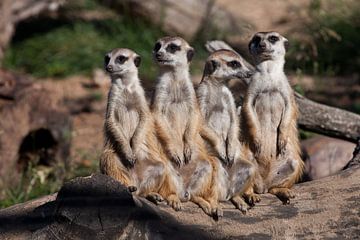 Une entreprise forte, le groupe forme un système. Les suricates (Timon), animaux africains mignons,  sur Michael Semenov