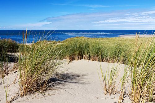 Dunes sur Terschelling.