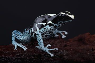 Schilderskikker (Dendrobates tinctorius) van Ronald Pol