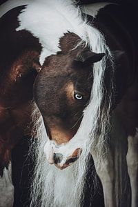 Portrait d'art d'un cheval tacheté sur Shirley van Lieshout