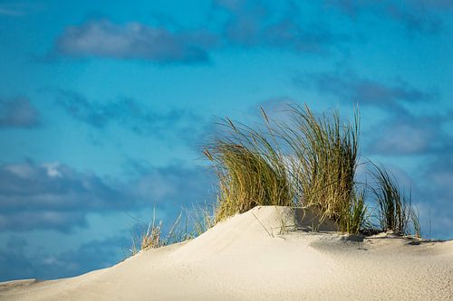 Landschaft mit Dünen auf der Insel Amrum
