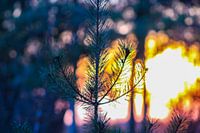 Kiefer in den Wäldern von Chaam.