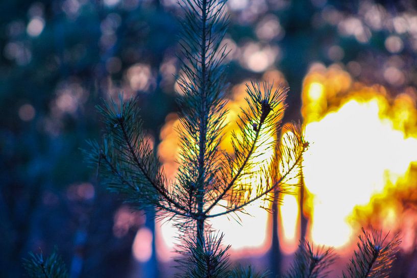 Pine in the Woods of Chaam. by Scarlett van Kakerken