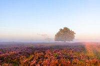 Kalmthoutse heide in bloei