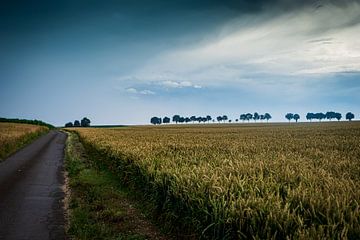 Bomenrij van Mike Frinking