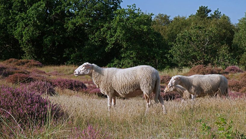 Schapen, Sheep von Yvonne Balvers