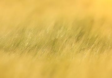 Het wuivende gras tijdens zonsondergang van Maickel Dedeken