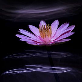 Lila Seerose auf sanft wogendem Wasser von Greetje van Son