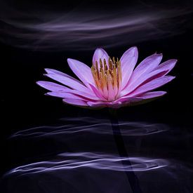 Lila Seerose auf sanft wogendem Wasser von Greetje van Son