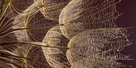 Panorama met warme kleuren: Lichtval op pluisjes van Marjolijn van den Berg