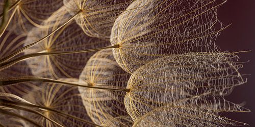 Panorama met warme kleuren: Lichtval op pluisjes