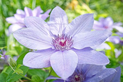 Grande fleur de clémentine douce de couleur lavande