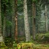 Schönster Wald von Ellen Borggreve