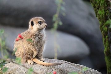 Meerkat on the lookout by Joke te Grotenhuis