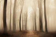 Chemin à travers une forêt de hêtres pendant un matin brumeux par Sjoerd van der Wal Photographie Aperçu