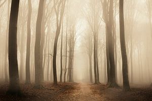 Weg durch einen Buchenwald während eines nebligen Morgens von Sjoerd van der Wal Fotografie