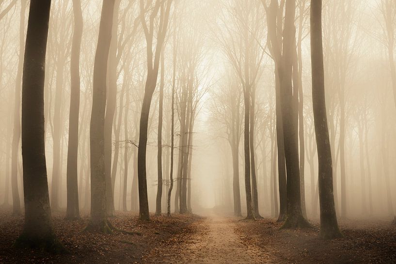 Chemin à travers une forêt de hêtres pendant un matin brumeux par Sjoerd van der Wal Photographie
