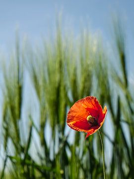Rode papaver van Roger Trelou
