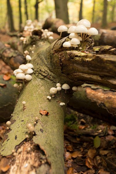 boomstronk met paddestoelen in het bos van Bernadet Gribnau