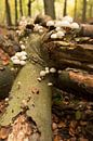 boomstronk met paddestoelen in het bos van Bernadet Gribnau thumbnail