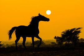 Sonnenuntergang von Merel Bormans