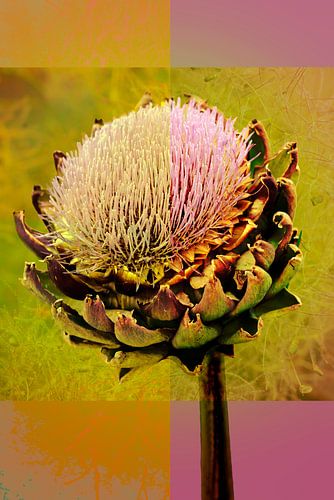 Artisjok in retrokleuren. van Alie Ekkelenkamp