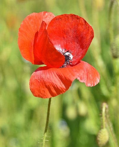 Schüchterner Mohn