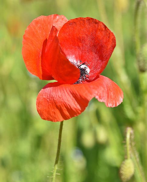 Schüchterner Mohn von Shutterbalance
