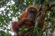 orang oetan in de jungle van Wesley Klijnstra thumbnail