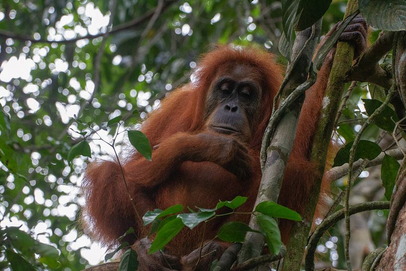 orang oetan in de jungle van Wesley Klijnstra