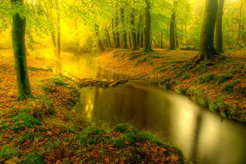 Creek in a forest during an early fall morning sunrise by Sjoerd van der Wal Photography