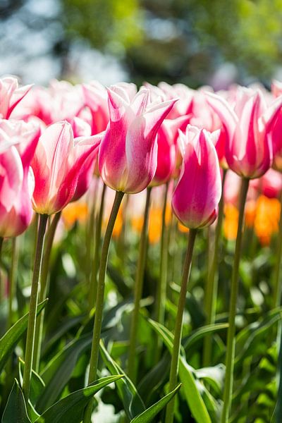 malerische Tulpen von studio photoflash