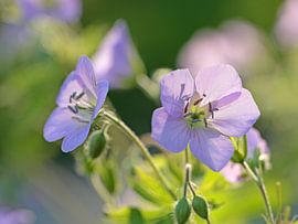 Cheese herb in a city garden in Alkmaar by Ronald Smits