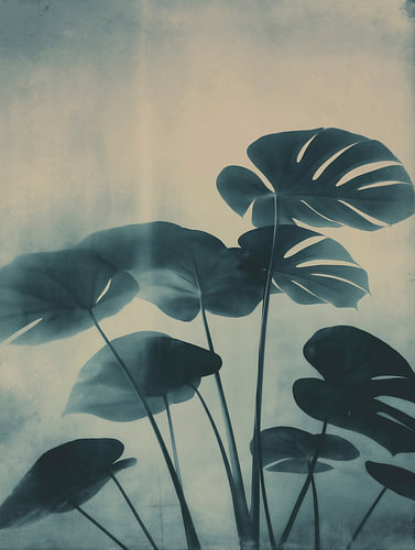 Monstera Plant Nr 21