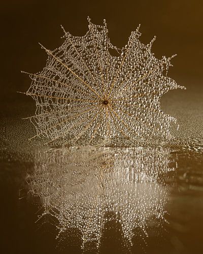 Warme bruintinten: Druppels gevangen in het gouden web van de Tragopogon