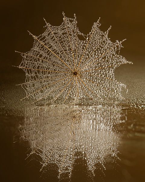 Des nuances chaudes de brun : Gouttes prises dans la toile d'or du Tragopogon par Marjolijn van den Berg
