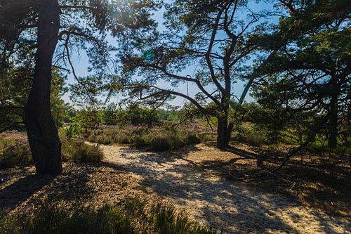 Schattiges Plätzchen in der Kalmthoutse Heide
