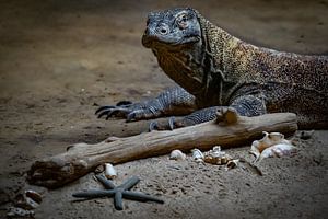 Komodovaraan van Evi Willemsen